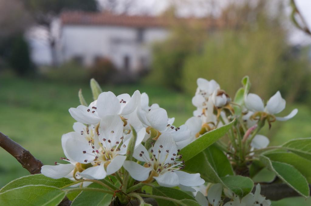 Podere Pinzicalari Panzió Castel del Piano Kültér fotó