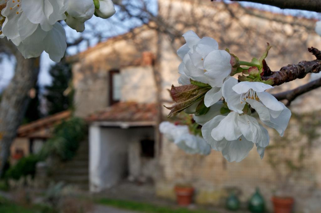 Podere Pinzicalari Panzió Castel del Piano Kültér fotó